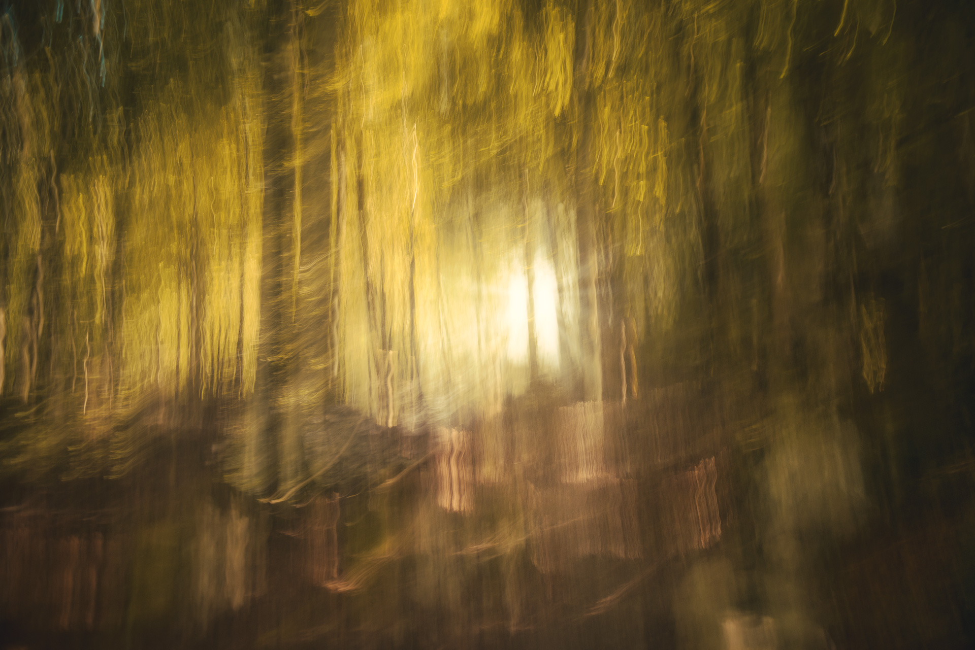 An ICM photograph of a forest interior, with tall trees streaking upward in deep golden yellows and warm browns, a burst of light at the centre piercing through the canopy in an almost supernatural glow.